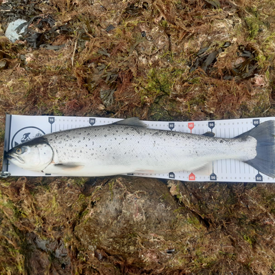 Maßband mit Karabiner